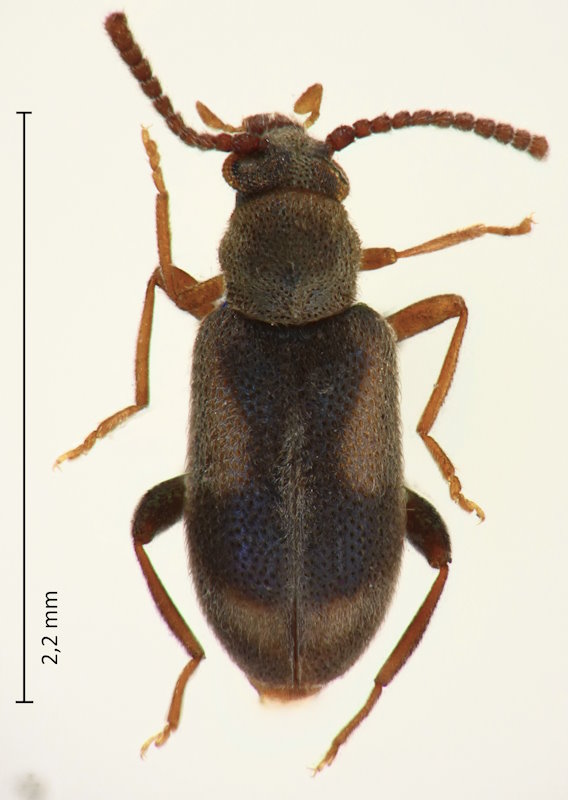Phytobaenus amabilis