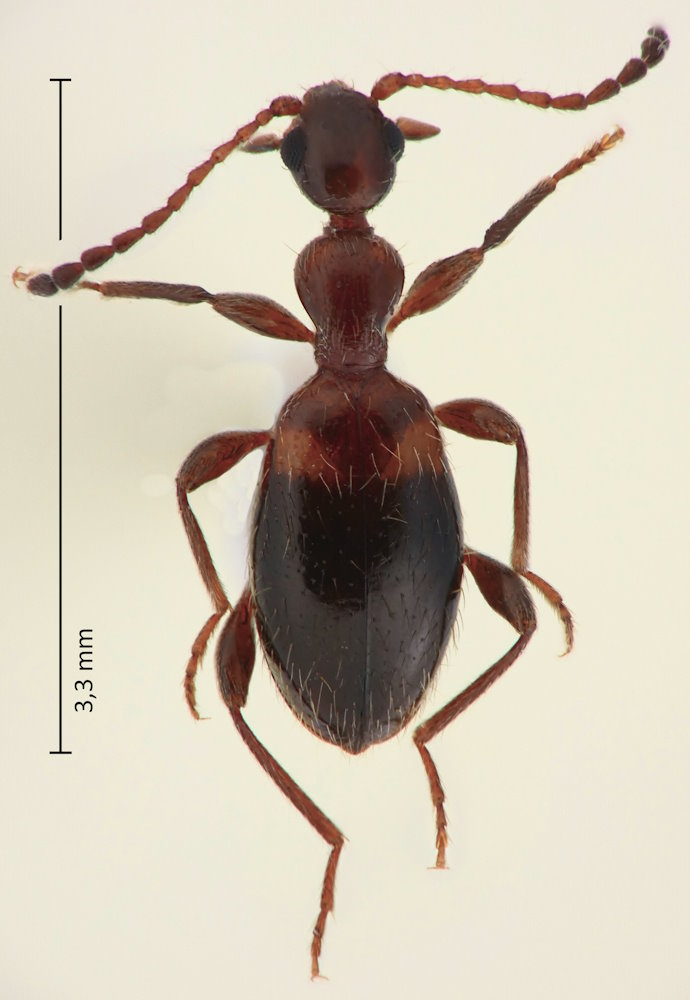 Anthelephila bramina