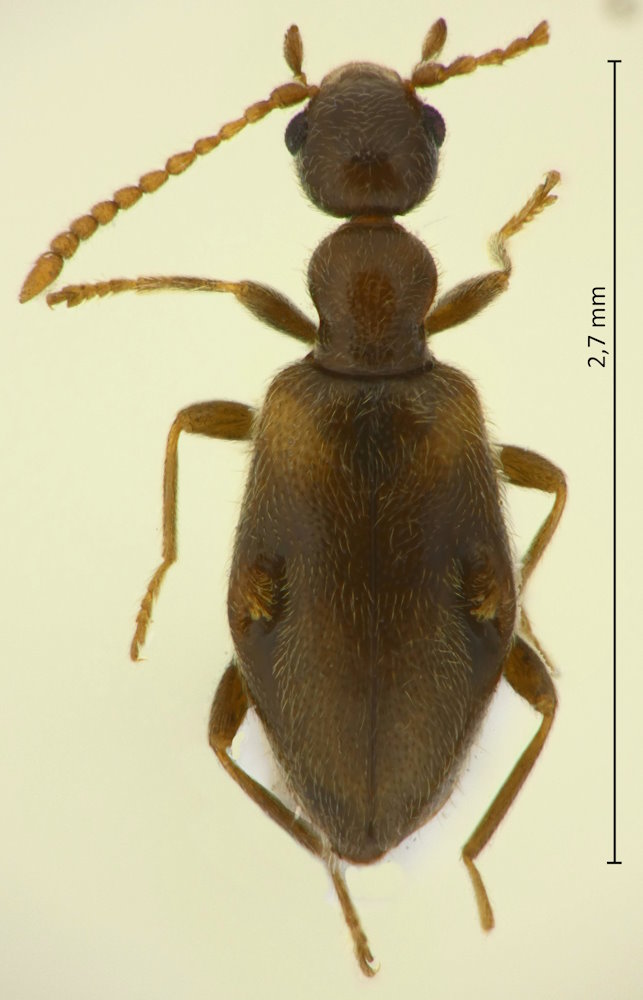 Clavicollis fugiens (Männchen)