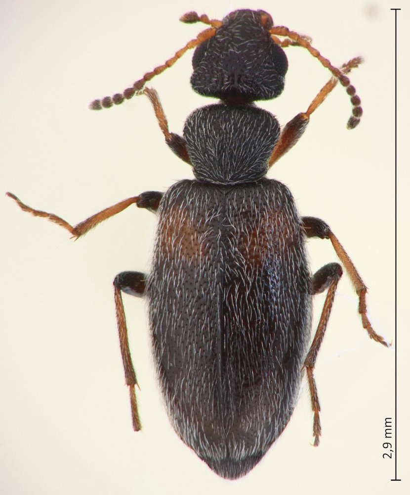Cordicollis baicalicus