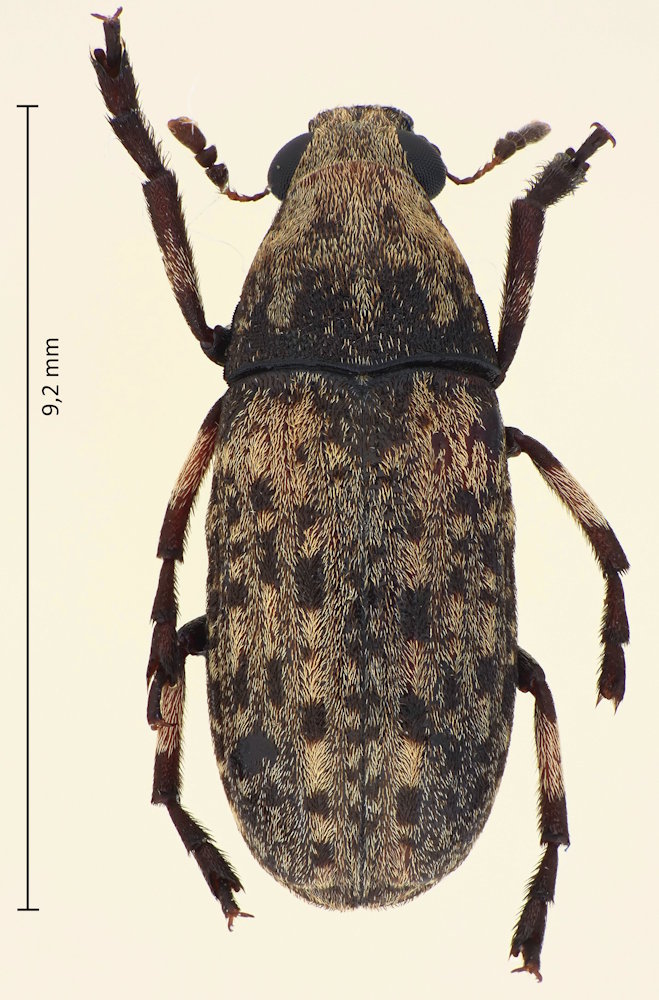 Euparius oculatus