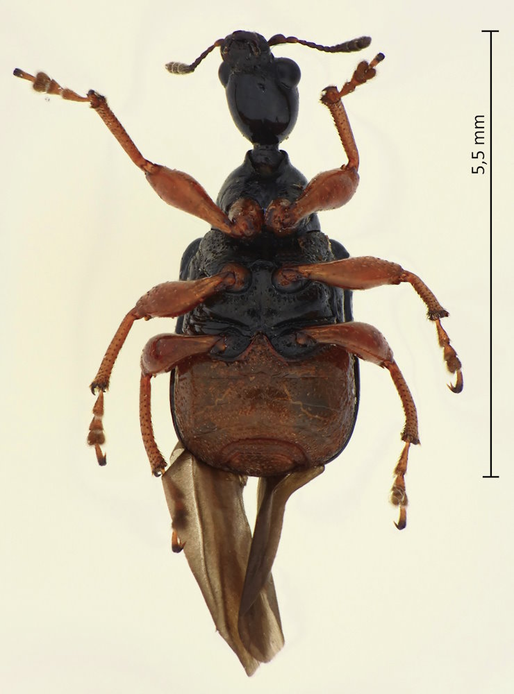 Apoderus erythrogaster