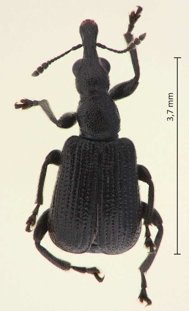 Deporaus unicolor