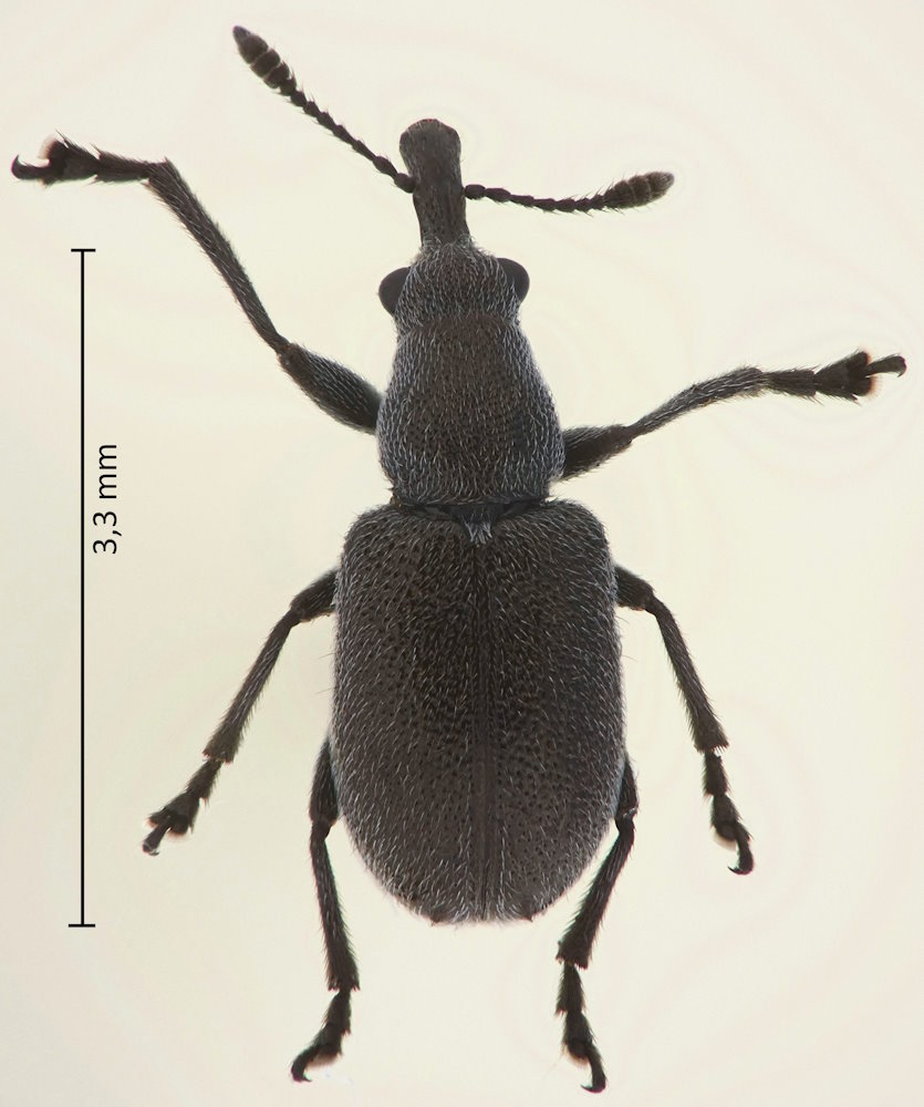 Pseudomesauletes uniformis