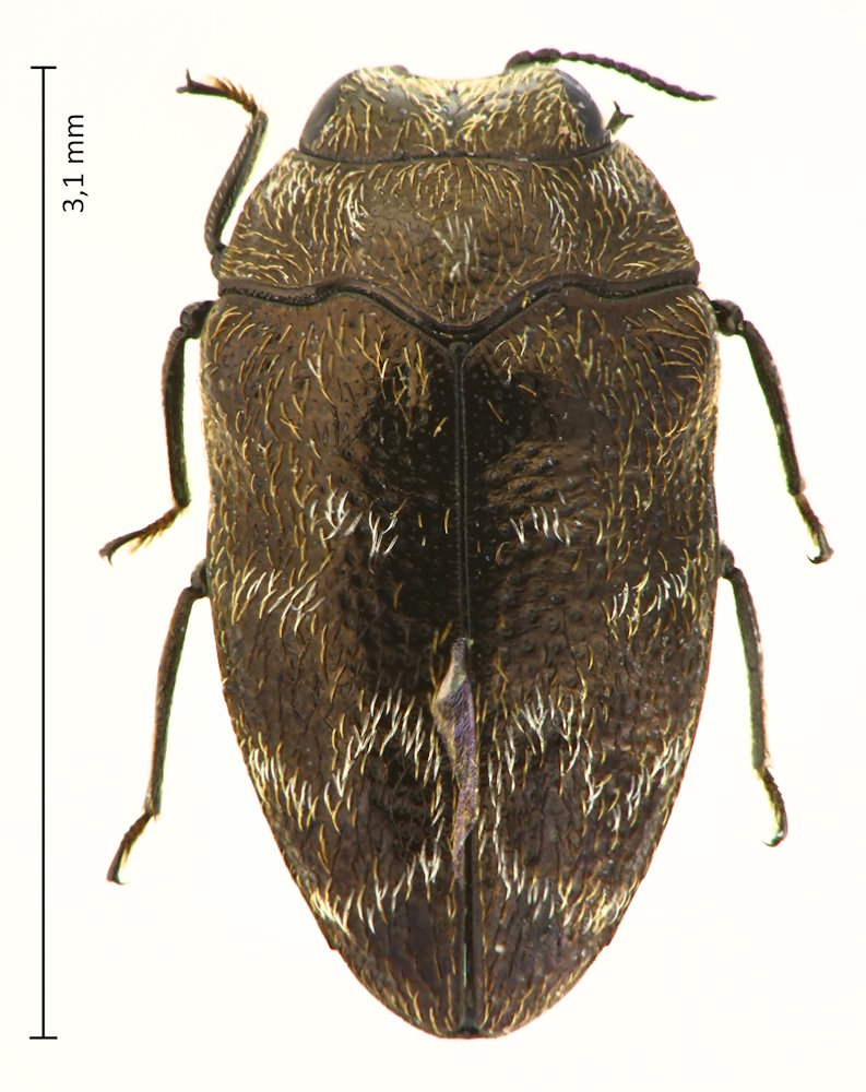 Trachys broussonetiae