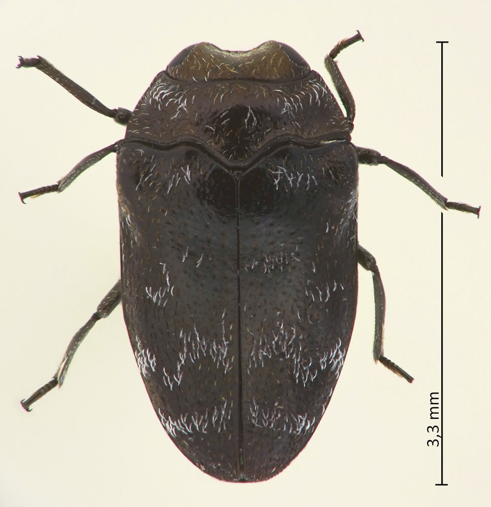Trachys minutus