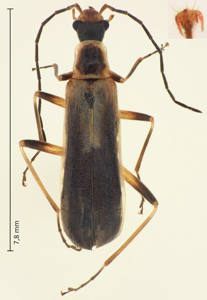 Cephalomalthinus longipes