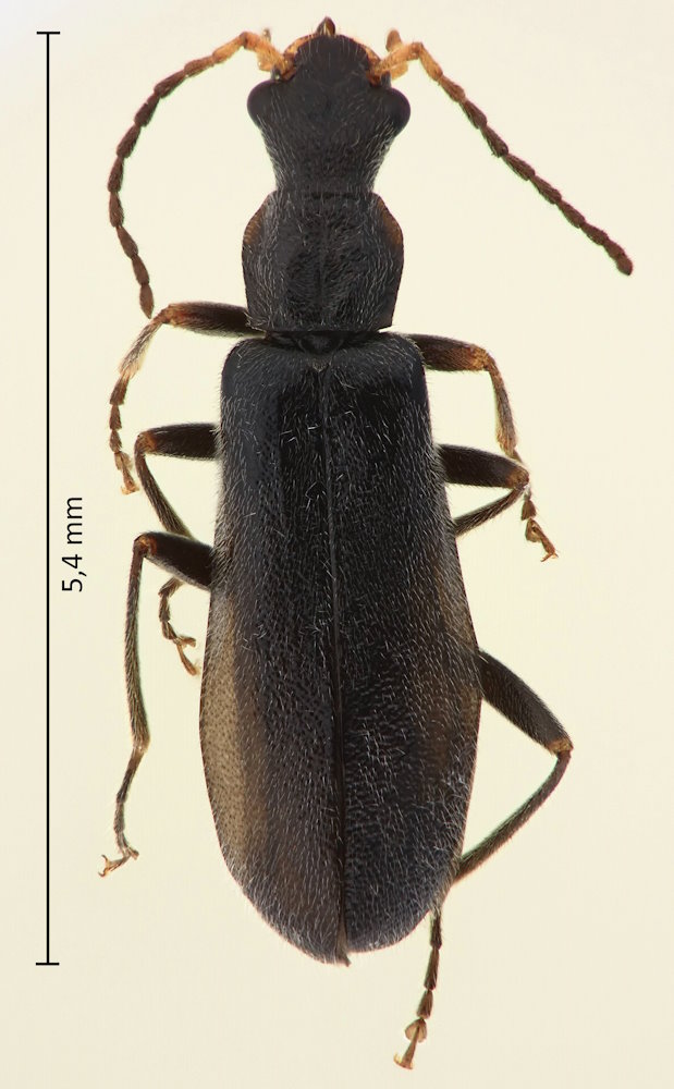 Cephalomalthinus viaticus