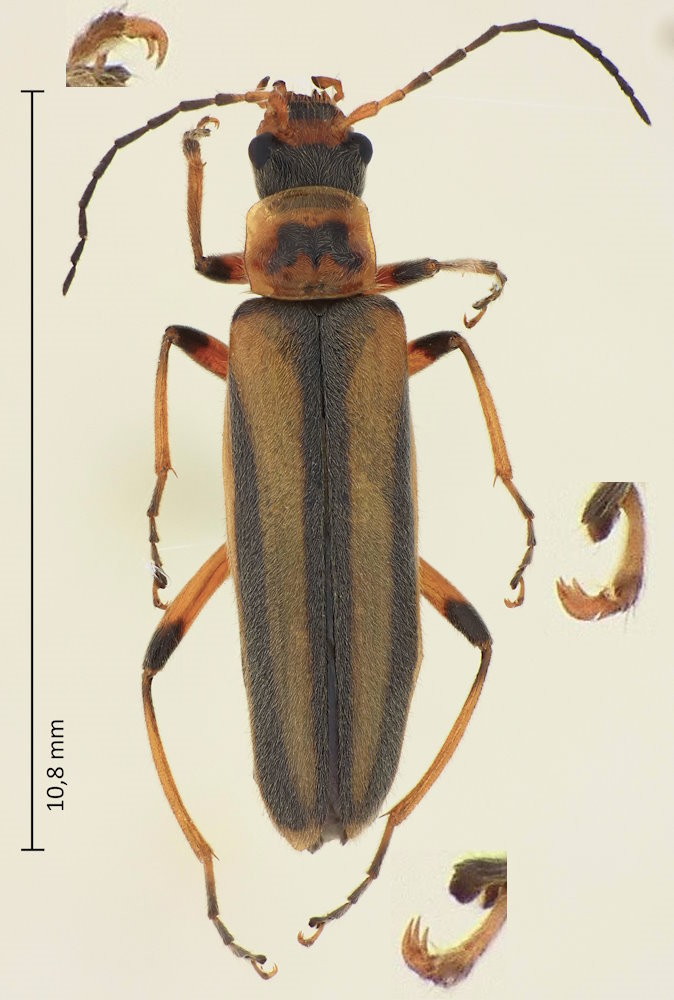 Lycocerus japonicus