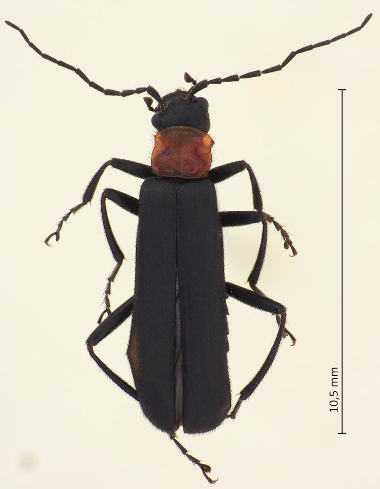 Lycocerus oedemeroides