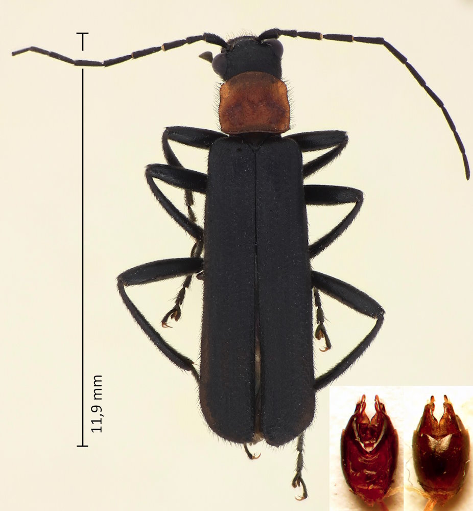 Lycocerus oedemeroides