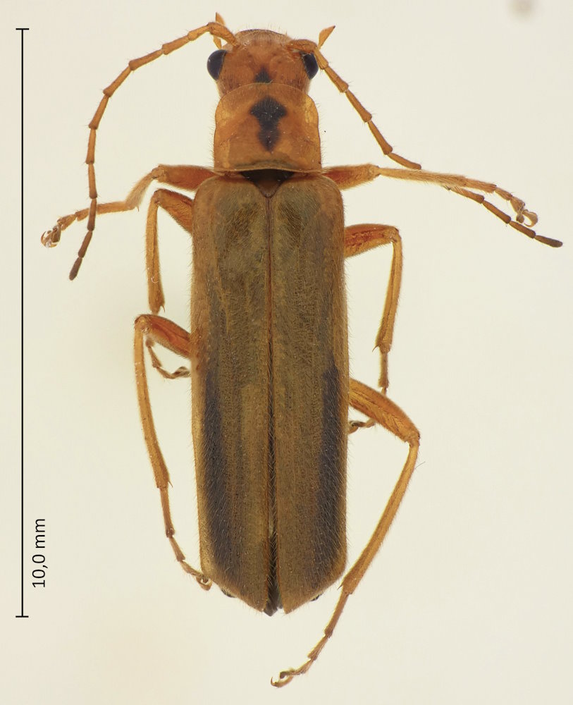 Lycocerus vitellinus