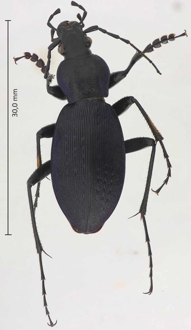 Carabus dehaanii