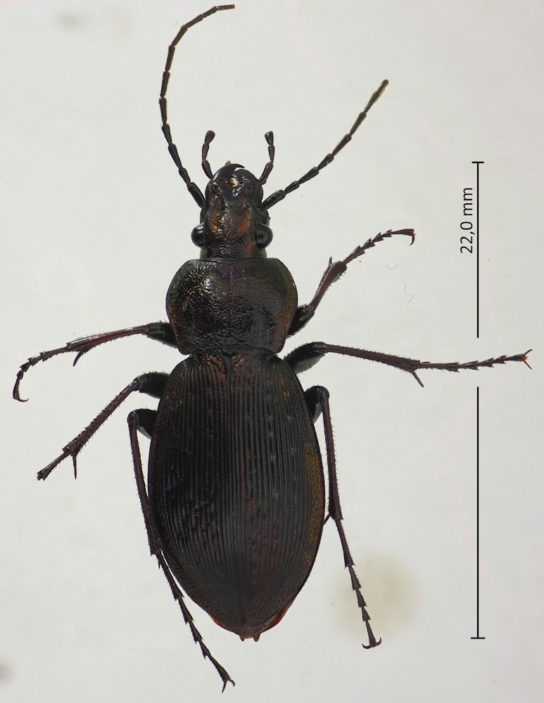 Carabus maiyasanus