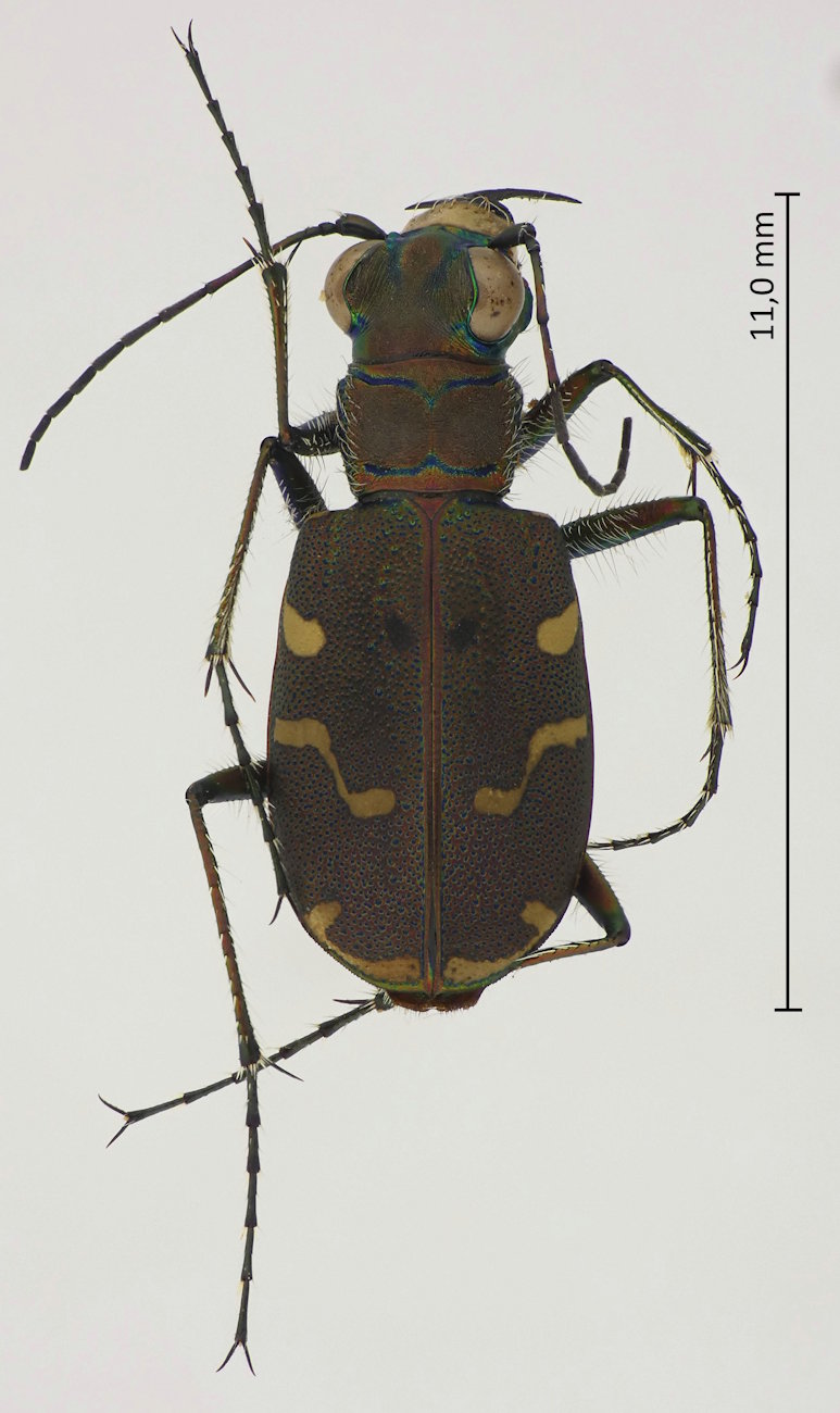 Cicindela transbaicalica