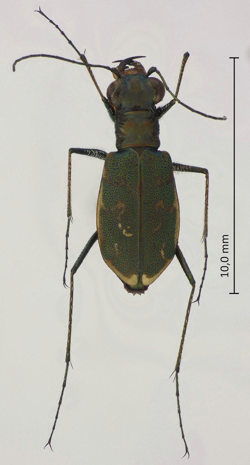 Cylindera elisae