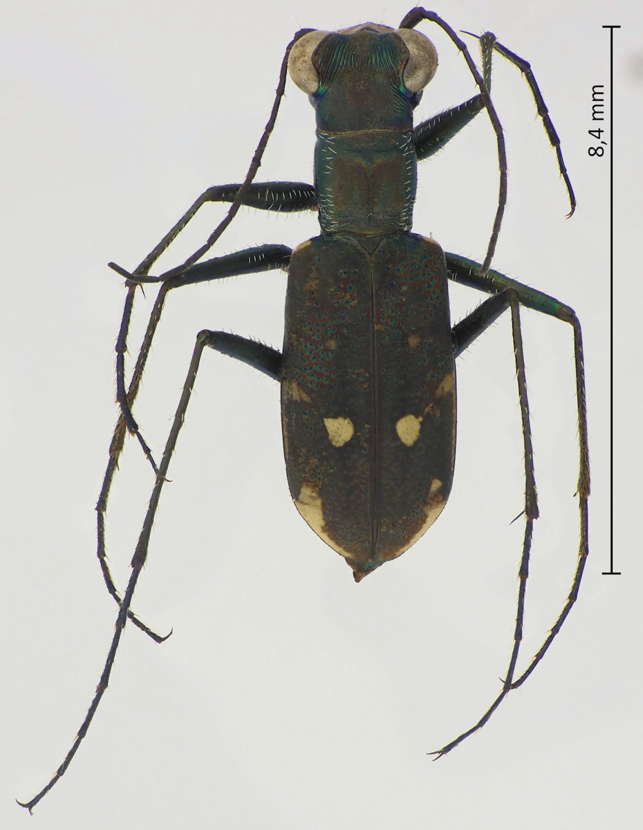 Cylindera kaleea