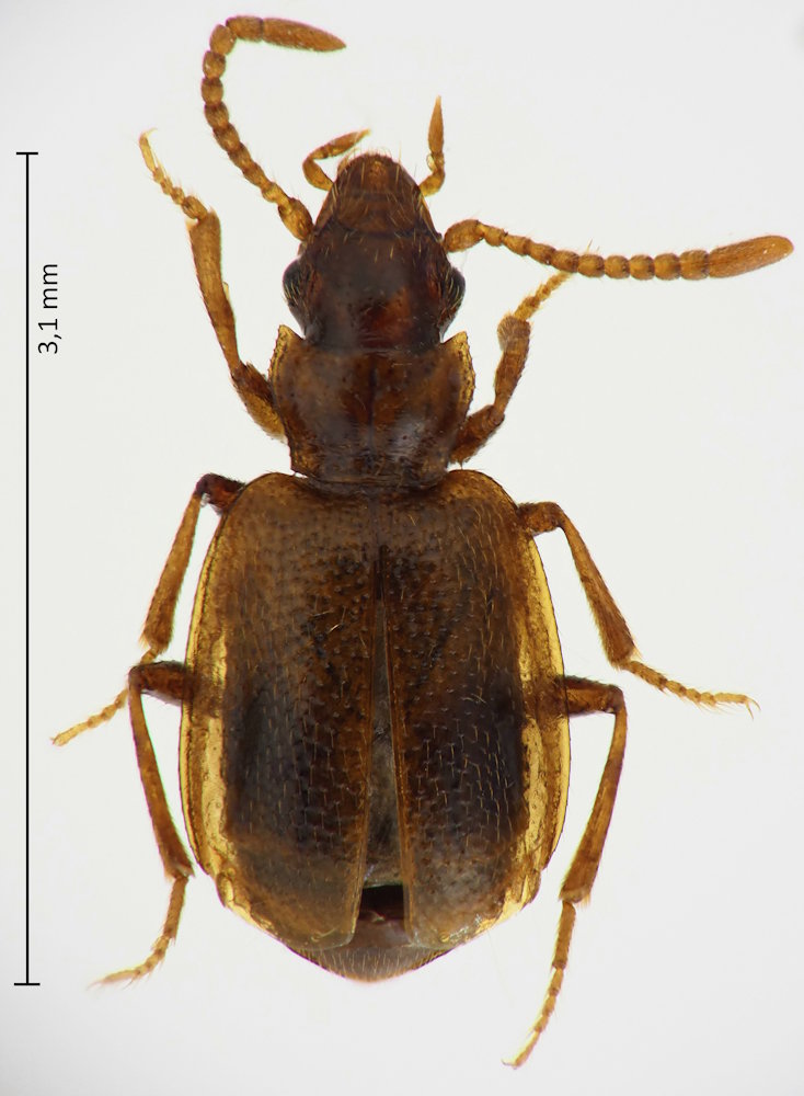 Eustra japonica