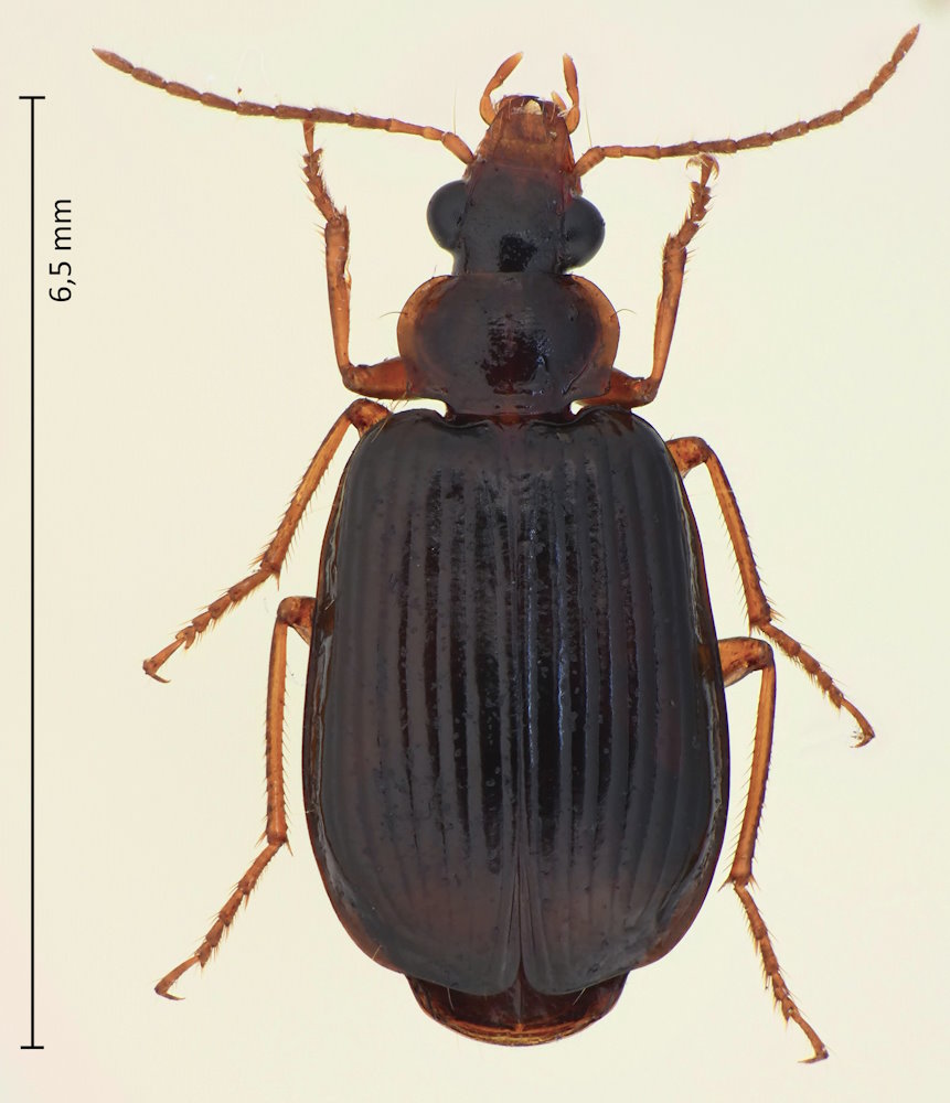 Lebia duplex