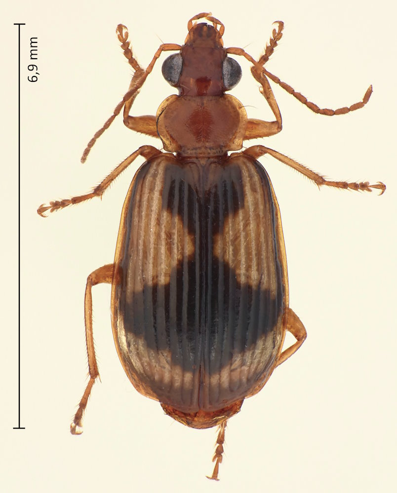 Lebia retrofasciata