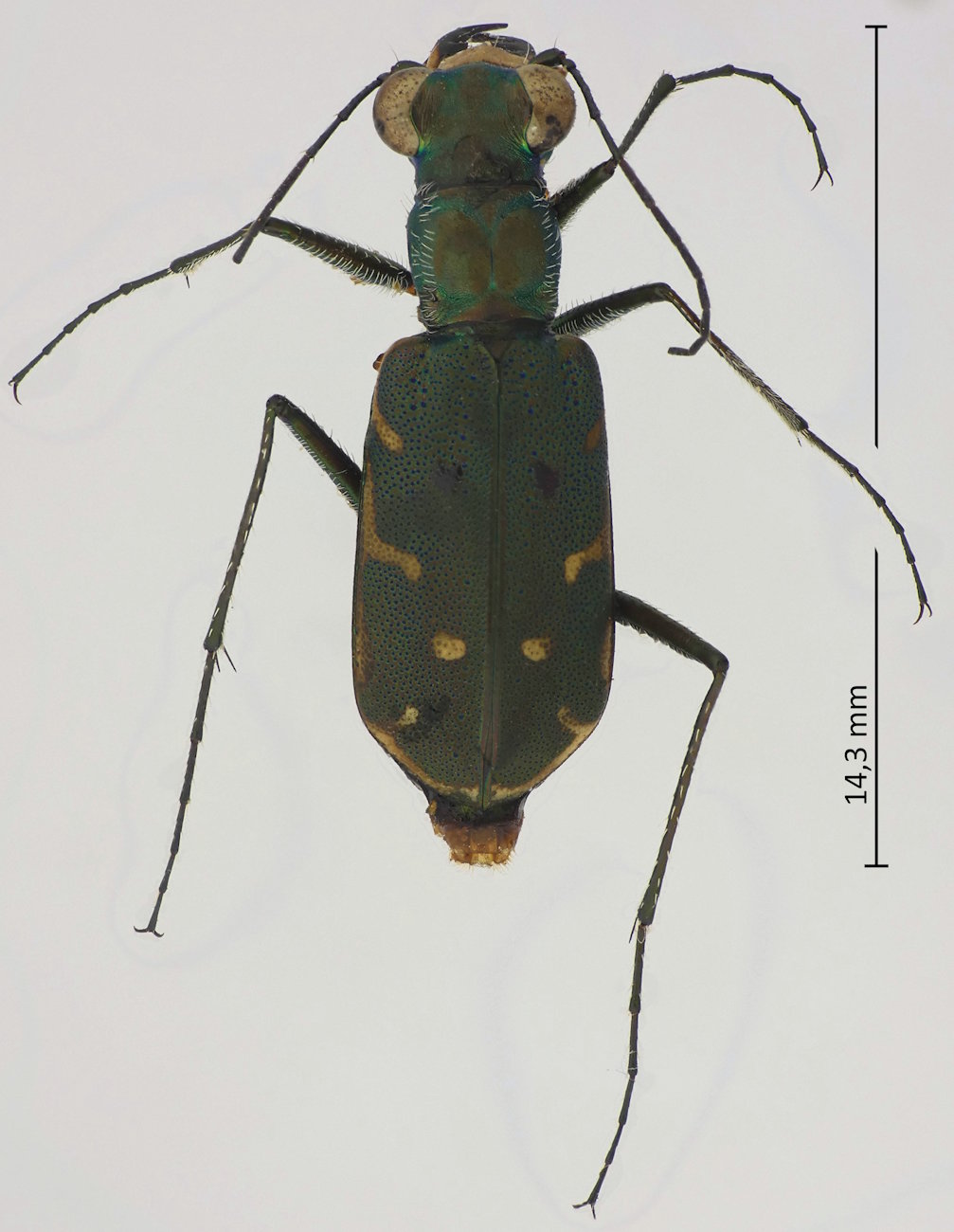 Myriochila speculifera
