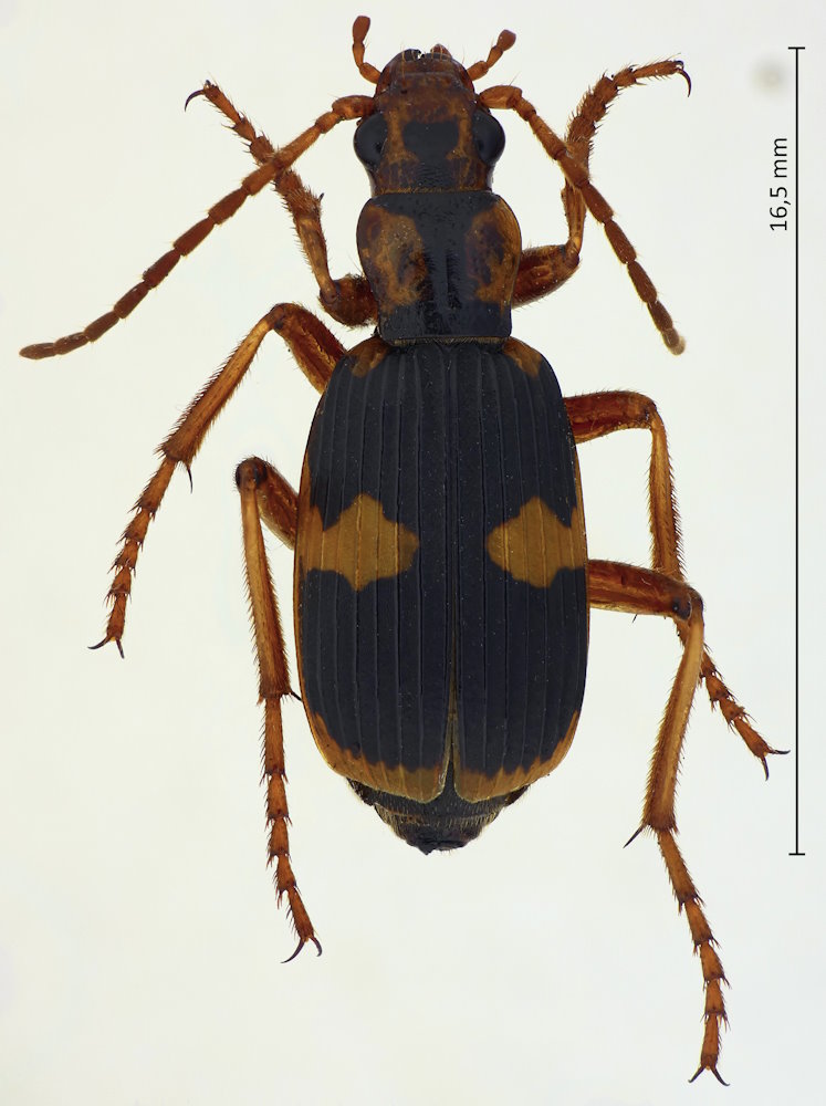 Pheropsophus jessoensis