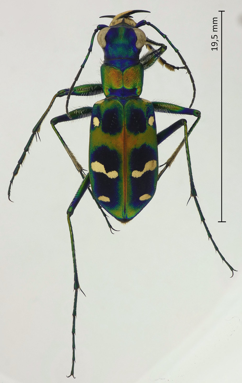 Sophiodela japonica