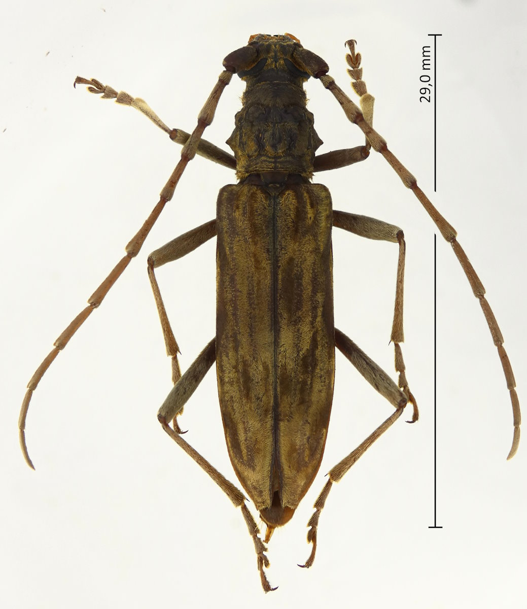 Aeolesthes chrysothrix