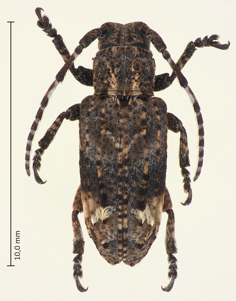 Pterolophia granulata