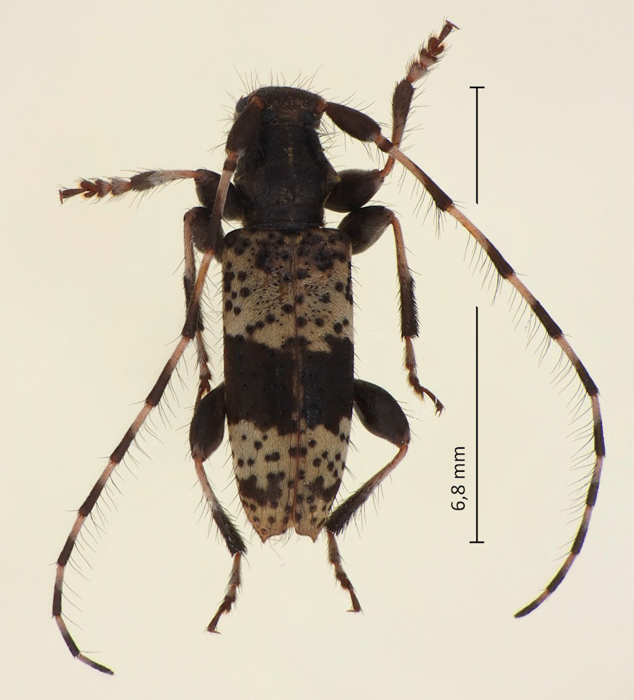 Rhopaloscelis unifasciatus