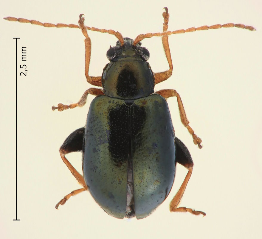 Aphthona semiviridis