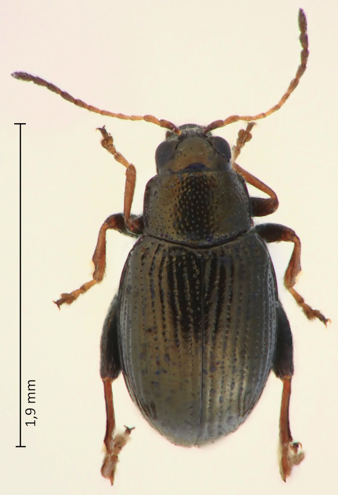 Chaetocnema puncticollis