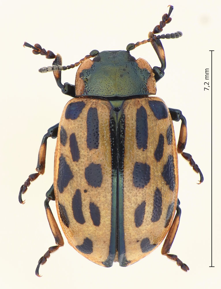 Chrysomela vigintipunctata