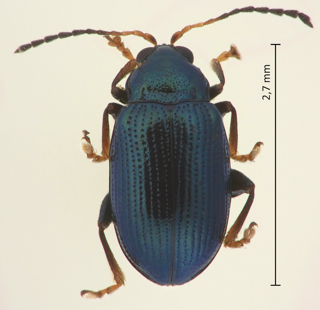 Crepidodera yahiroi