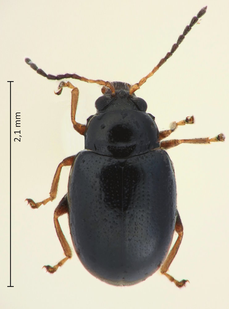 Hermaeophaga adamsii