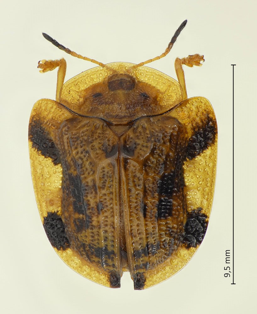 Laccoptera nepalensis