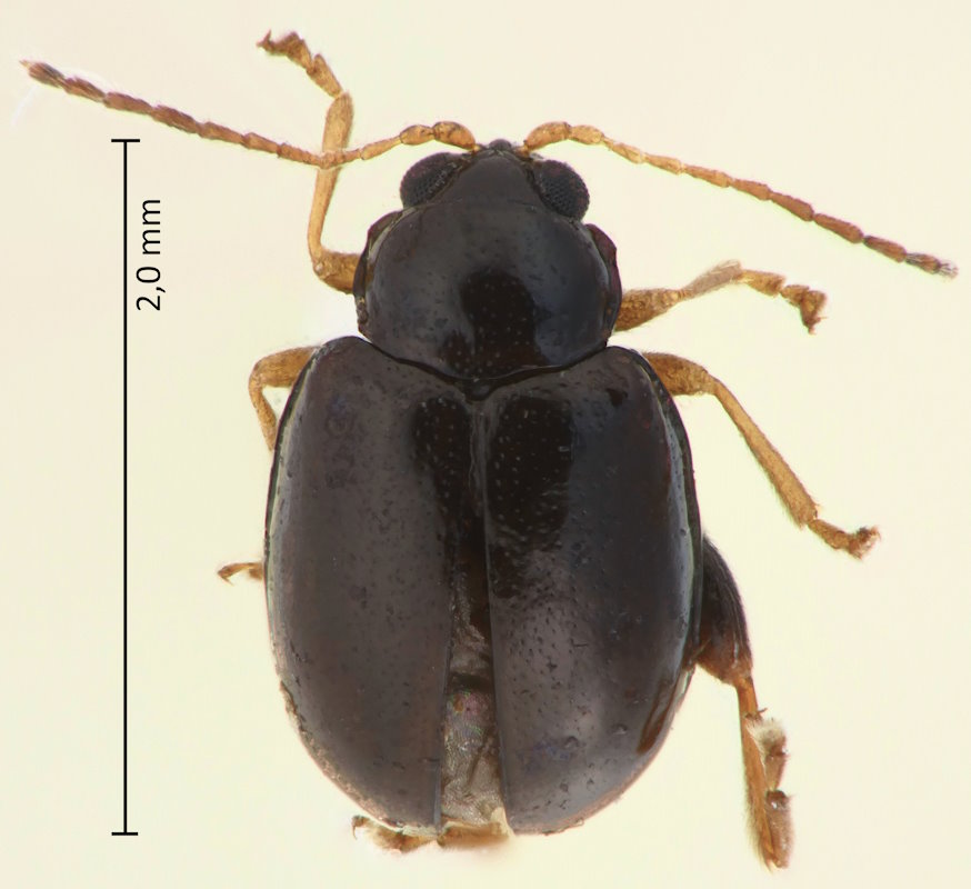 Lesagealtica flavicornis