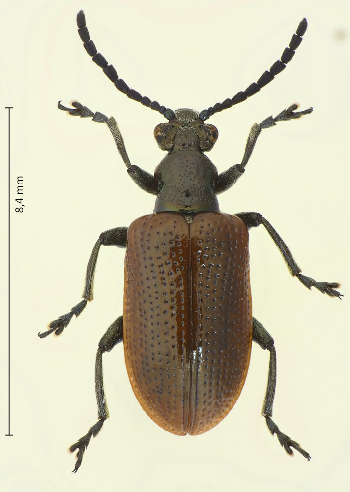 Lilioceris parvicollis