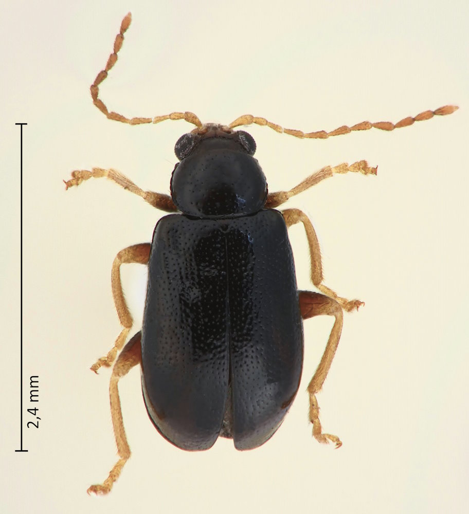 Luperomorpha tenebrosa