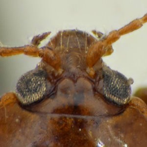 Neocrepidodera obscuritarsis