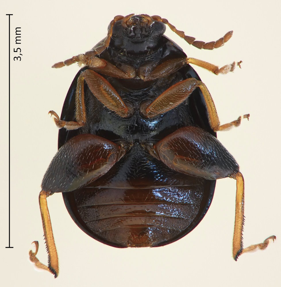 Nonarthra tibialis