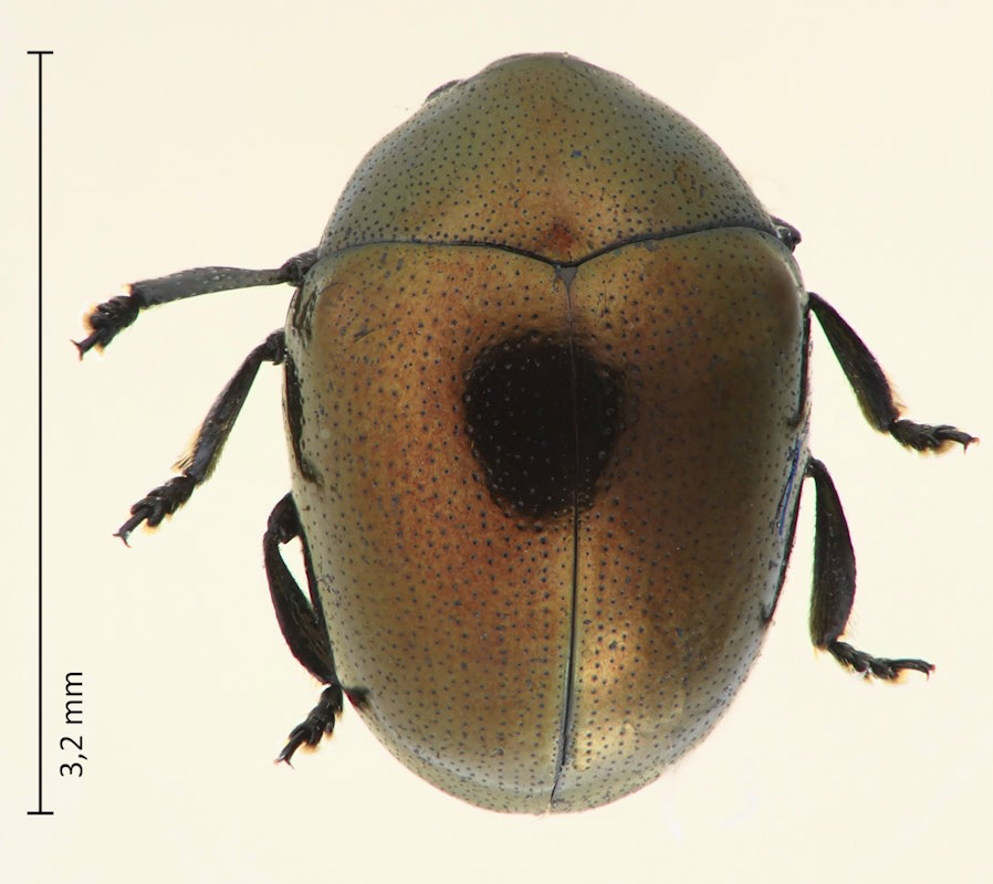 Oomorphoides cupreatus