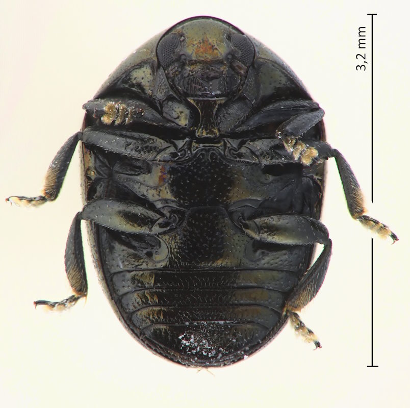Oomorphoides cupreatus