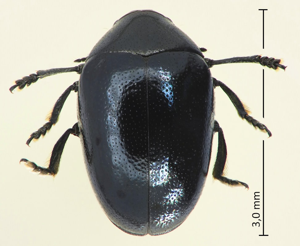 Oomorphoides nigrocaeruleus