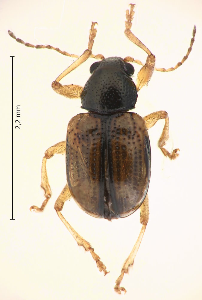Pagria flavopustulata
