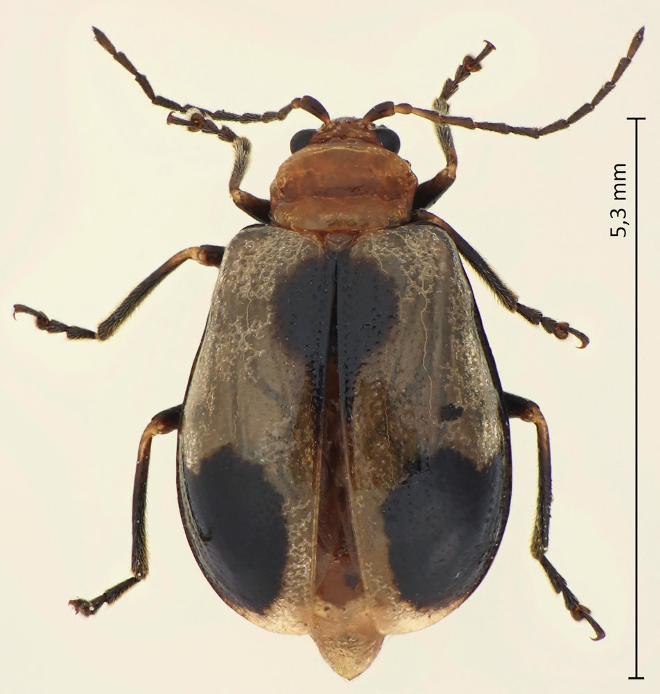 Paridea angulicollis