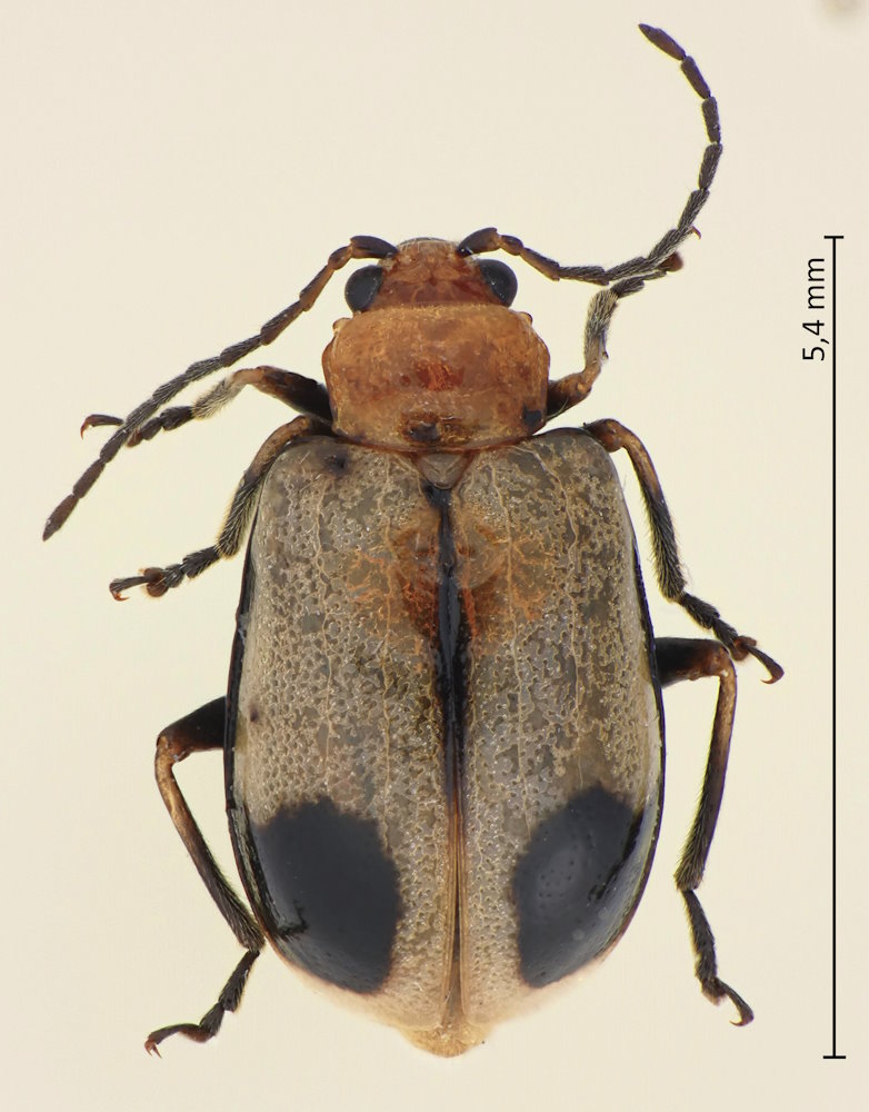 Paridea angulicollis