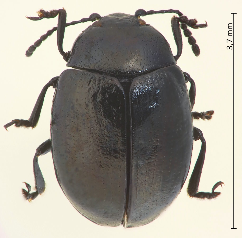 Phaedon sp.