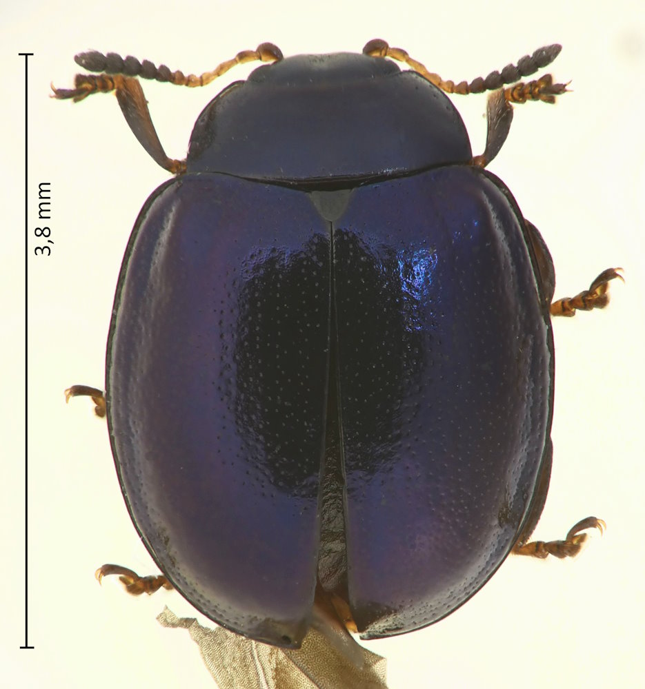 Plagiodera versicolora