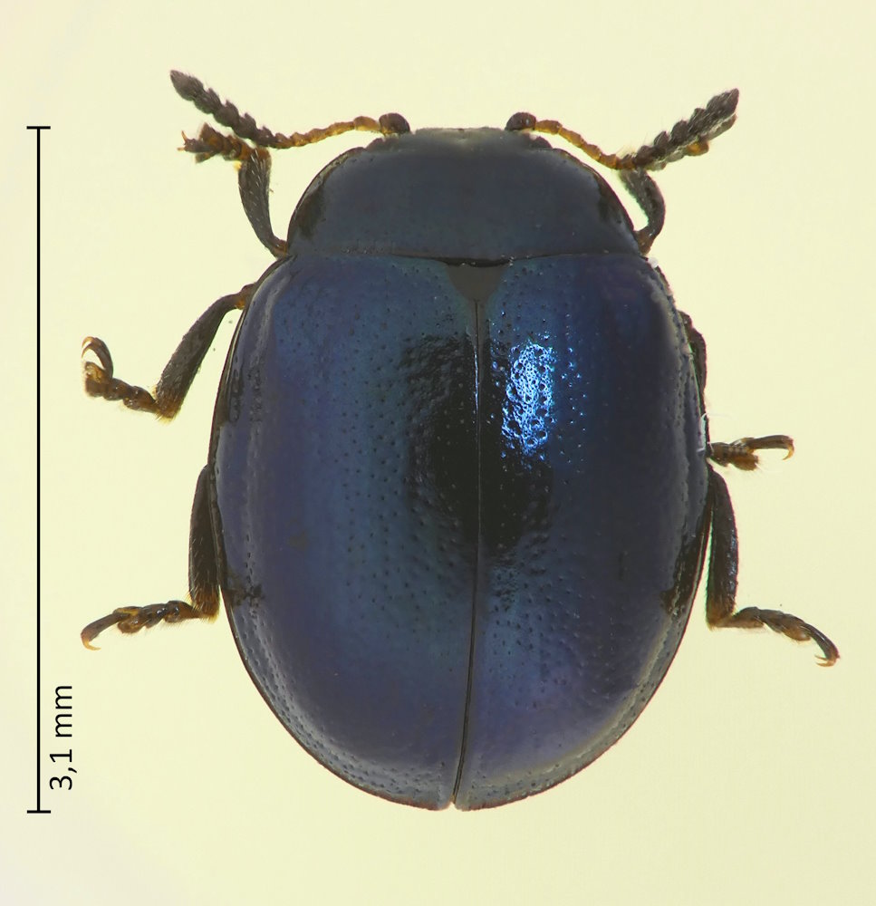 Plagiodera versicolora